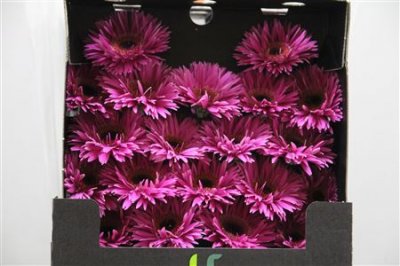 Gerbera Mi Diamond Spider Rising Star