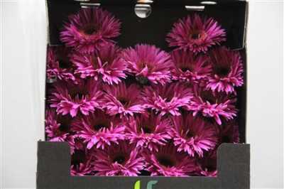 Gerbera Mi Diamond Spider Rising Star