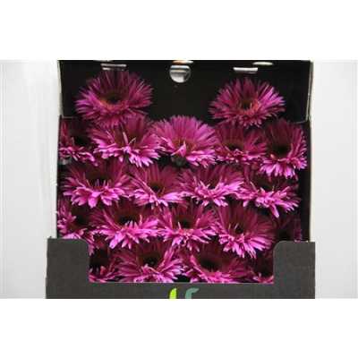 Gerbera Mi Diamond Spider Rising Star