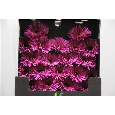 Gerbera Mi Diamond Spider Rising Star