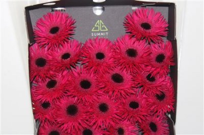 Gerbera Mi Diamond Spider Sparkler