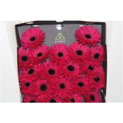 Gerbera Mi Diamond Spider Sparkler
