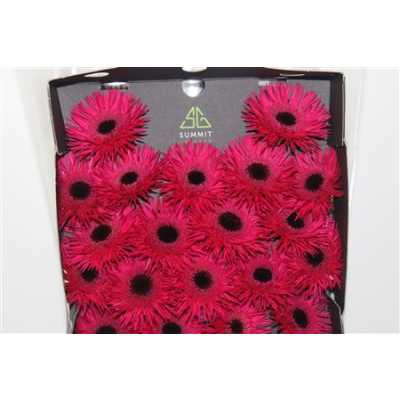 Gerbera Mi Diamond Spider Sparkler