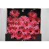 Gerbera Mi Diamond Spider Spectacle