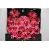 Gerbera Mi Diamond Spider Spectacle