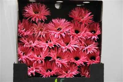 Gerbera Mi Diamond Spider Spectacle