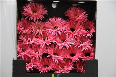 Gerbera Mi Diamond Spider Spectacle