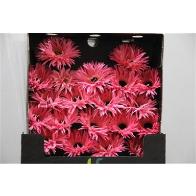 Gerbera Mi Diamond Spider Spectacle