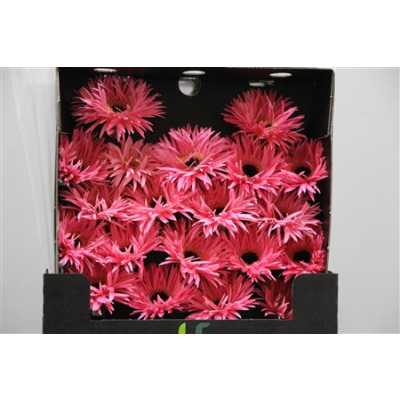 Gerbera Mi Diamond Spider Spectacle