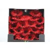 Gerbera Mi Diamond Spider Vulcano