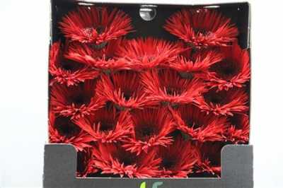Gerbera Mi Diamond Spider Vulcano