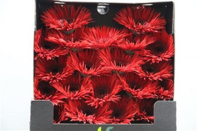 Gerbera Mi Diamond Spider Vulcano