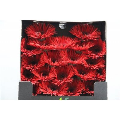 Gerbera Mi Diamond Spider Vulcano