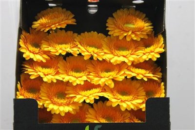 Gerbera Mi Diamond Springtime