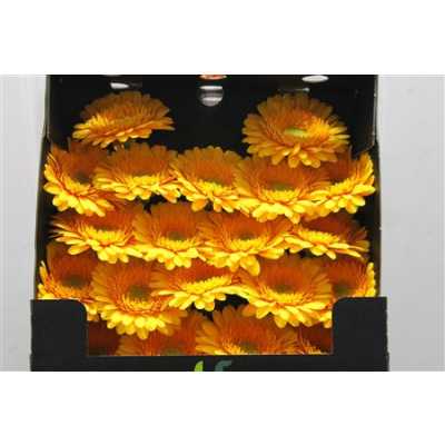Gerbera Mi Diamond Springtime
