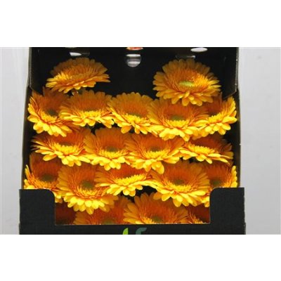 Gerbera Mi Diamond Springtime