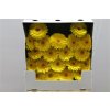 Gerbera Mi Diamond Sundee