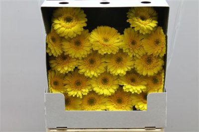Gerbera Mi Diamond Sundee