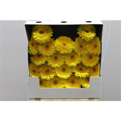 Gerbera Mi Diamond Sundee
