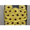 Gerbera Mi Diamond Surfer