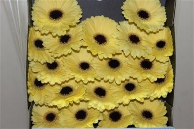 Gerbera Mi Diamond Surfer