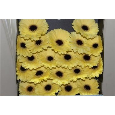 Gerbera Mi Diamond Surfer