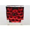 Gerbera Mi Diamond Suri
