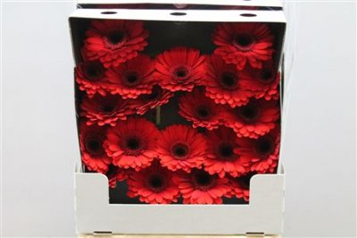 Gerbera Mi Diamond Suri