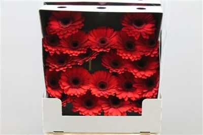 Gerbera Mi Diamond Suri