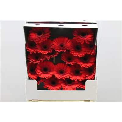 Gerbera Mi Diamond Suri