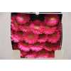 Gerbera Mi Diamond Sympathy