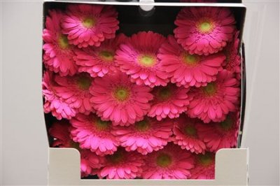 Gerbera Mi Diamond Sympathy