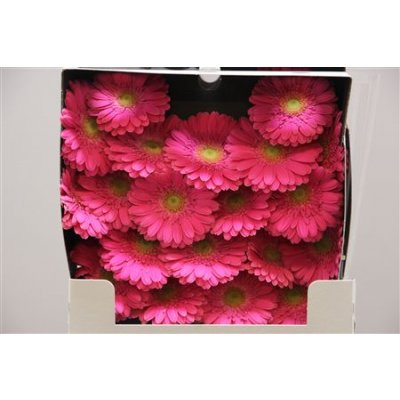 Gerbera Mi Diamond Sympathy
