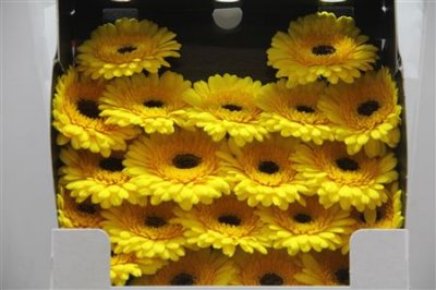 Gerbera Mi Diamond Ter Chanti