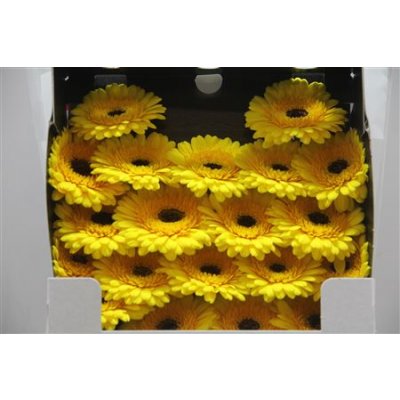 Gerbera Mi Diamond Ter Chanti