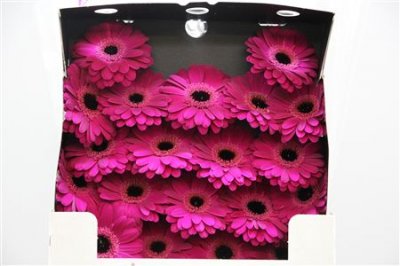 Gerbera Mi Diamond Ter Saffier