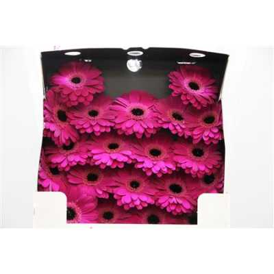 Gerbera Mi Diamond Ter Saffier