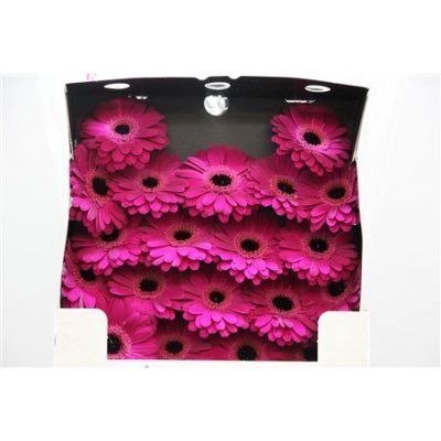 Gerbera Mi Diamond Ter Saffier