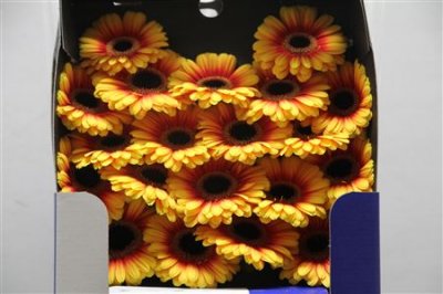 Gerbera Mi Diamond Topkapi