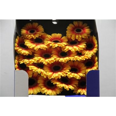 Gerbera Mi Diamond Topkapi