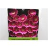 Gerbera Mi Diamond Valiant