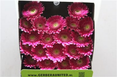 Gerbera Mi Diamond Valiant