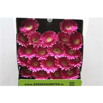 Gerbera Mi Diamond Valiant