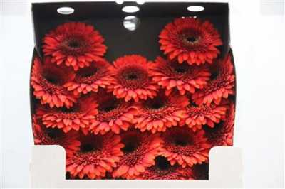 Gerbera Mi Diamond Voldemort