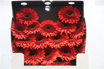 Gerbera Mi Diamond Voldemort