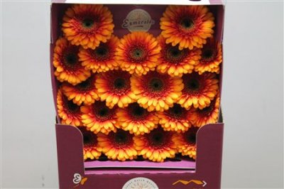 Gerbera Mi Diamond Wakita