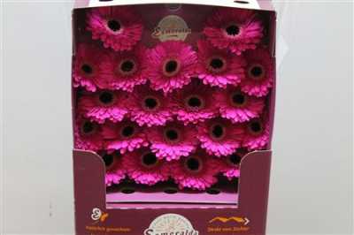 Gerbera Mi Diamond Whisper