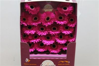 Gerbera Mi Diamond Whisper