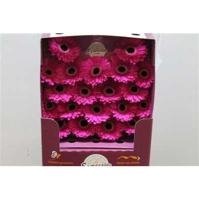 Gerbera Mi Diamond Whisper