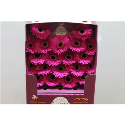 Gerbera Mi Diamond Whisper